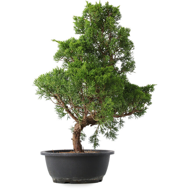 Juniperus chinensis Kishu, 47,5 cm, ± 15 Jahre alt