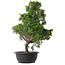 Juniperus chinensis Kishu, 47,5 cm, ± 15 Jahre alt