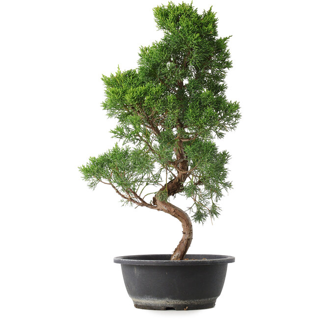 Juniperus chinensis Kishu, 50 cm, ± 15 years old
