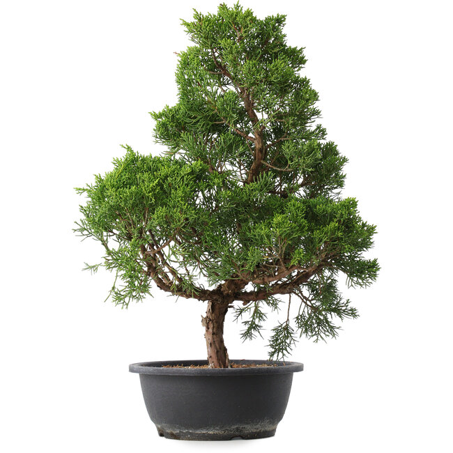 Juniperus chinensis Kishu, 47,5 cm, ± 15 ans
