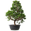 Juniperus chinensis Kishu, 47,5 cm, ± 15 Jahre alt