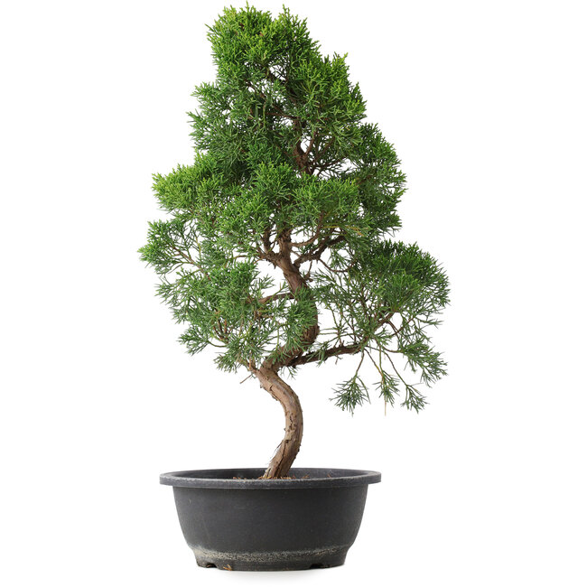 Juniperus chinensis Kishu, 50 cm, ± 15 jaar oud
