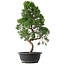 Juniperus chinensis Kishu, 50 cm, ± 15 años