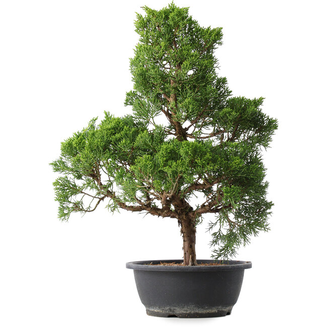 Juniperus chinensis Kishu, 47,5 cm, ± 15 years old