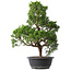 Juniperus chinensis Kishu, 47,5 cm, ± 15 Jahre alt