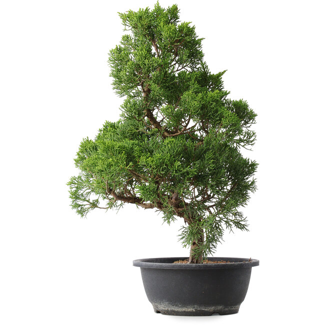 Juniperus chinensis Kishu, 47,5 cm, ± 15 ans