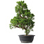 Juniperus chinensis Kishu, 47,5 cm, ± 15 Jahre alt