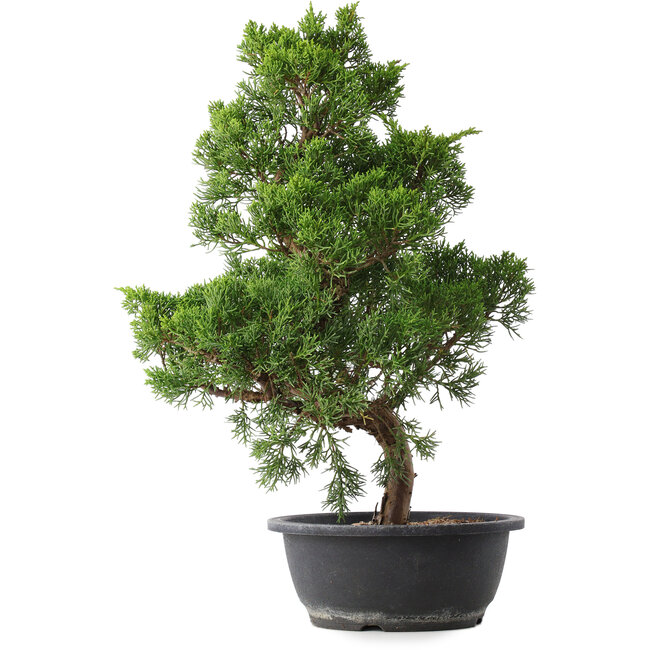 Juniperus chinensis Kishu, 47,5 cm, ± 15 years old