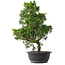 Juniperus chinensis Kishu, 47,5 cm, ± 15 Jahre alt