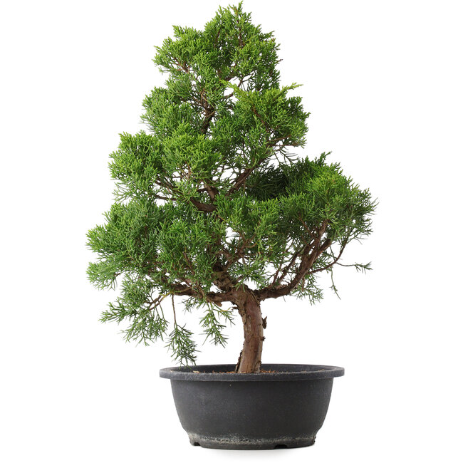 Juniperus chinensis Kishu, 47,5 cm, ± 15 Jahre alt