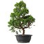 Juniperus chinensis Kishu, 47,5 cm, ± 15 Jahre alt