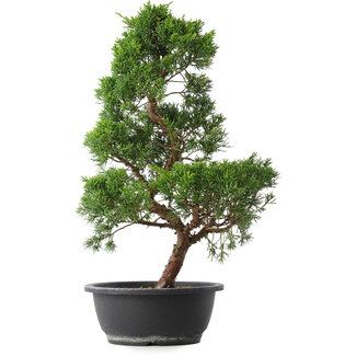 Juniperus chinensis Kishu, 48 cm, ± 15 jaar oud