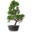 Juniperus chinensis Kishu, 48 cm, ± 15 años
