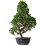 Juniperus chinensis Kishu, 52 cm, ± 15 jaar oud