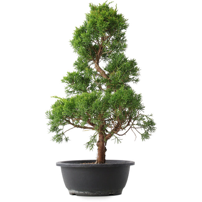 Juniperus chinensis Kishu, 48 cm, ± 15 years old