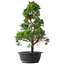 Juniperus chinensis Kishu, 48 cm, ± 15 jaar oud