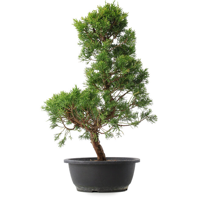 Juniperus chinensis Kishu, 48 cm, ± 15 anni
