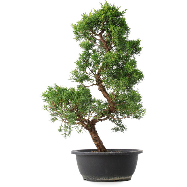 Juniperus chinensis Kishu, 48 cm, ± 15 jaar oud