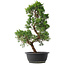 Juniperus chinensis Kishu, 48 cm, ± 15 años