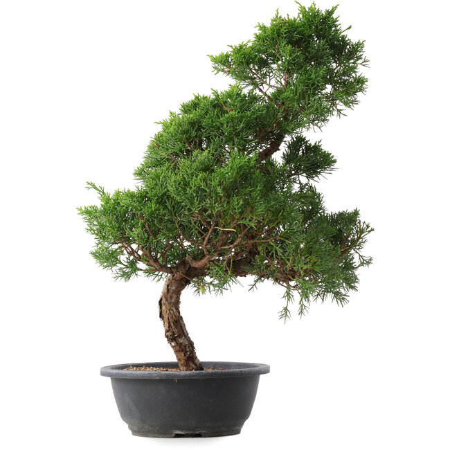 Juniperus chinensis Kishu, 51,5 cm, ± 15 jaar oud