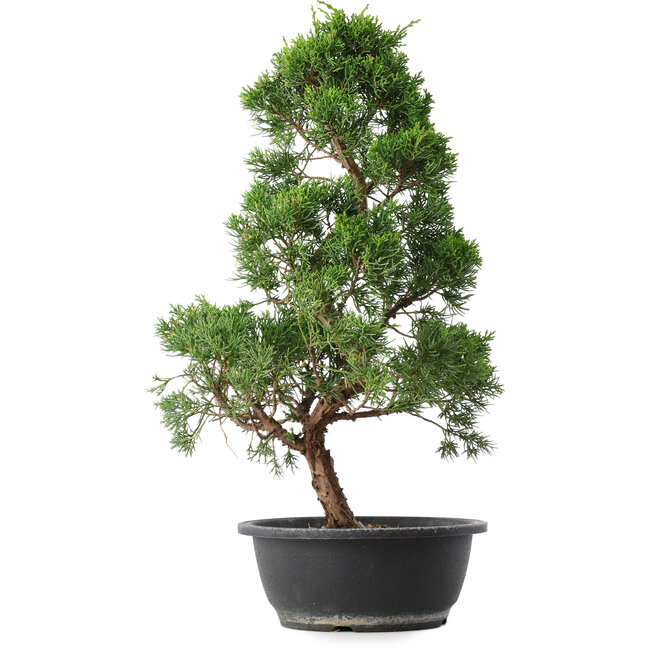 Juniperus chinensis Kishu, 48 cm, ± 15 anni