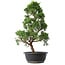 Juniperus chinensis Kishu, 48 cm, ± 15 anni