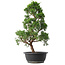 Juniperus chinensis Kishu, 48 cm, ± 15 años