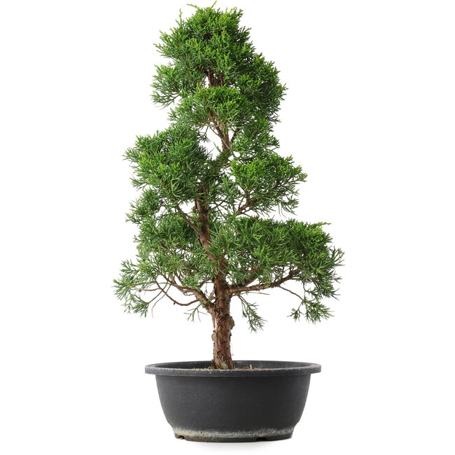 Juniperus chinensis Kishu, 48 cm, ± 15 anni