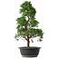 Juniperus chinensis Kishu, 48 cm, ± 15 jaar oud