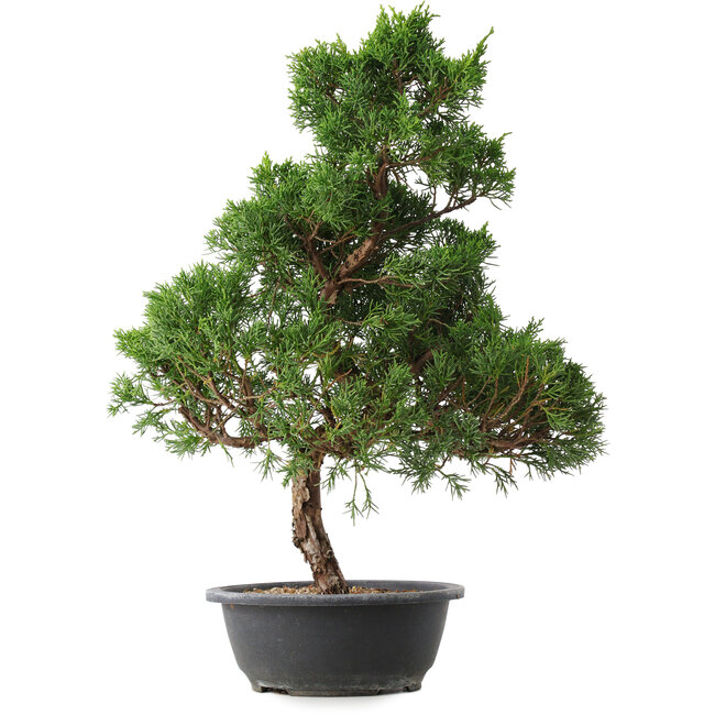 Juniperus chinensis Kishu, 51,5 cm, ± 15 años