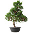 Juniperus chinensis Kishu, 51,5 cm, ± 15 años