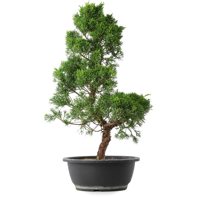 Juniperus chinensis Kishu, 48 cm, ± 15 years old