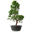 Juniperus chinensis Kishu, 48 cm, ± 15 jaar oud