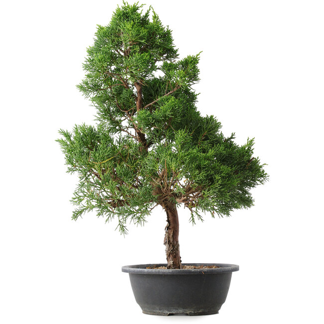 Juniperus chinensis Kishu, 51,5 cm, ± 15 years old