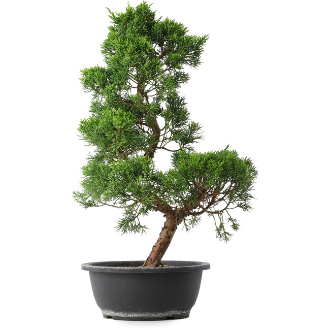 Juniperus chinensis Kishu, 48 cm, ± 15 jaar oud