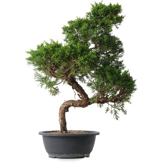 Juniperus chinensis Kishu, 49,5 cm, ± 15 years old