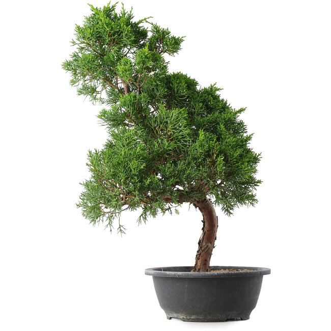 Juniperus chinensis Kishu, 51,5 cm, ± 15 jaar oud