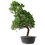 Juniperus chinensis Kishu, 51,5 cm, ± 15 años