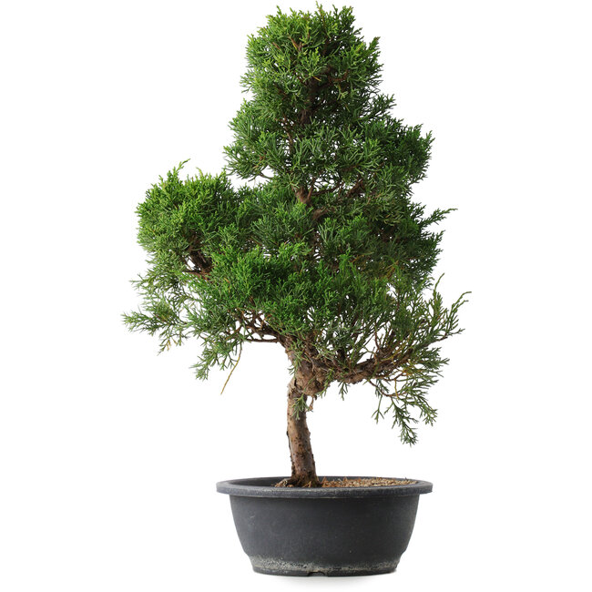 Juniperus chinensis Kishu, 49,5 cm, ± 15 ans