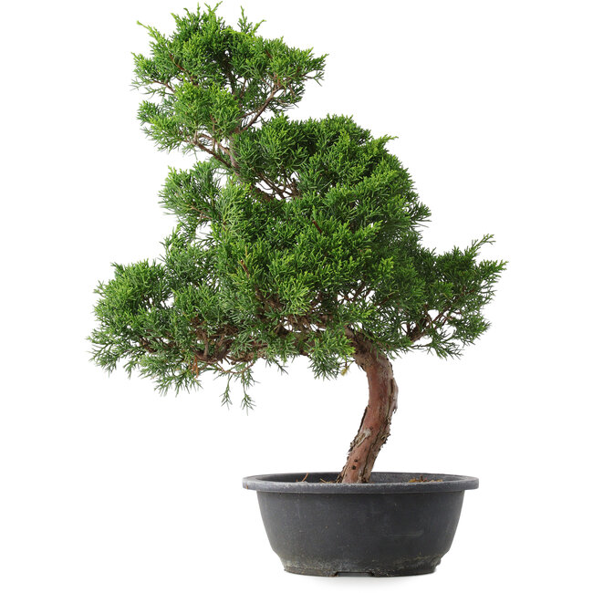 Juniperus chinensis Kishu, 51,5 cm, ± 15 anni