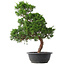 Juniperus chinensis Kishu, 51,5 cm, ± 15 años