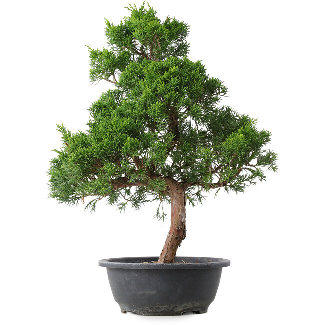 Juniperus chinensis Kishu, 51,5 cm, ± 15 años