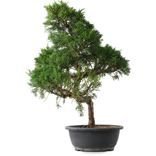 Juniperus chinensis Kishu, 49,5 cm, ± 15 years old