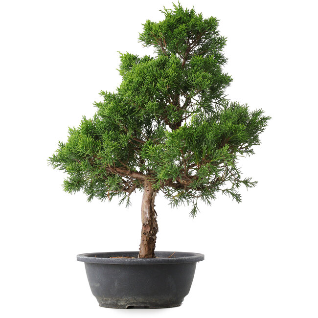 Juniperus chinensis Kishu, 51,5 cm, ± 15 jaar oud