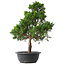 Juniperus chinensis Kishu, 51,5 cm, ± 15 años