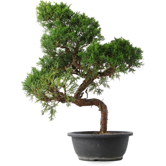 Juniperus chinensis Kishu, 49,5 cm, ± 15 jaar oud