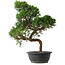 Juniperus chinensis Kishu, 49,5 cm, ± 15 anni