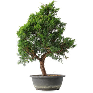 Juniperus chinensis Kishu, 49 cm, ± 15 años