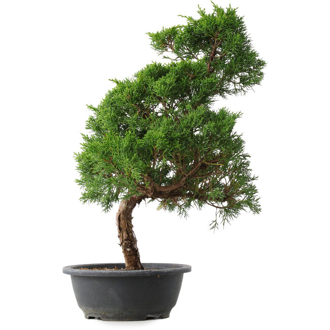 Juniperus chinensis Kishu, 51,5 cm, ± 15 anni