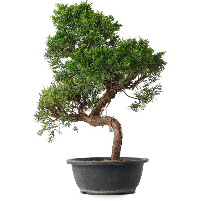 Juniperus chinensis Kishu, 49,5 cm, ± 15 years old